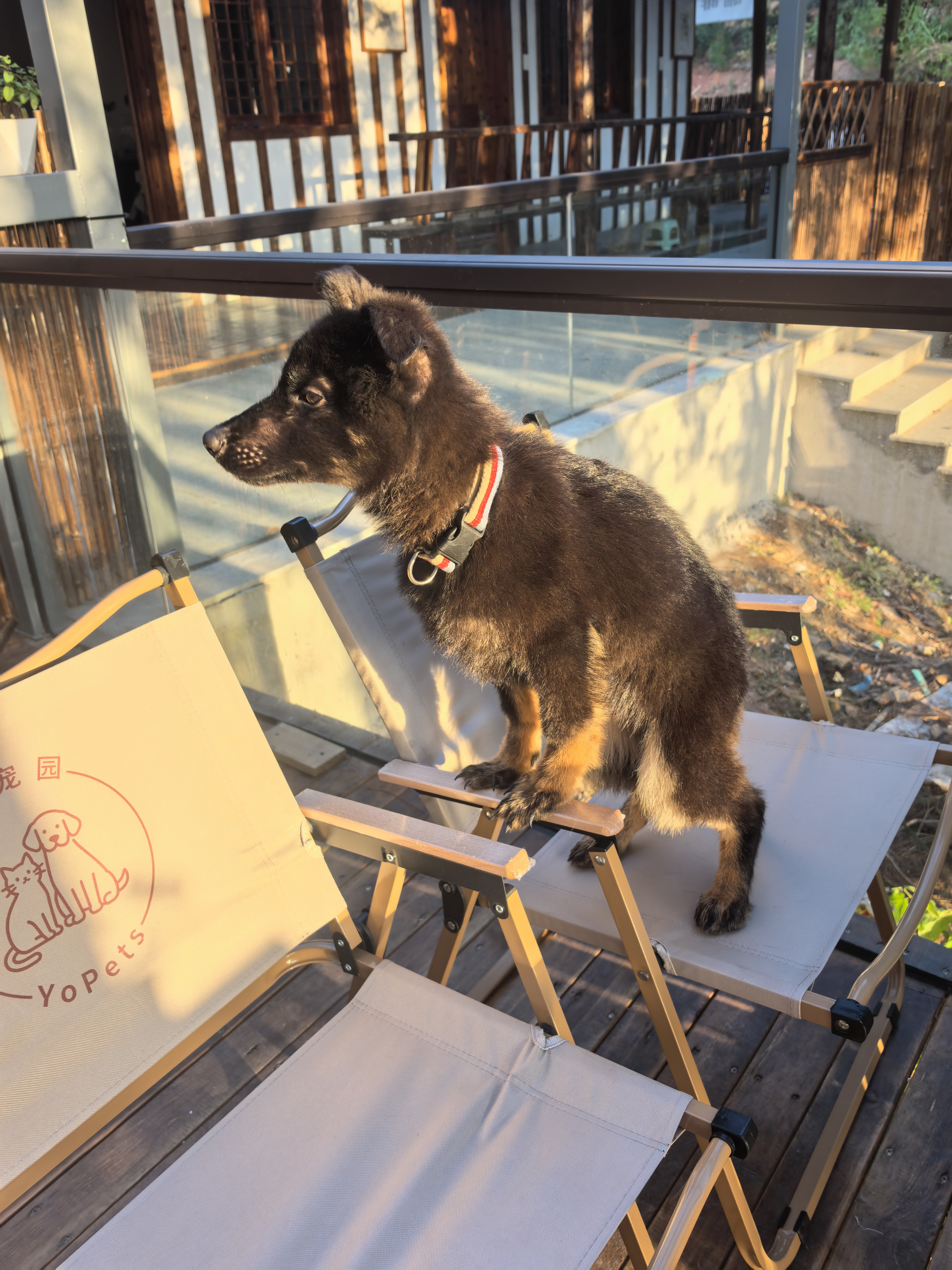 双血统带芯片+追踪器+信息牌